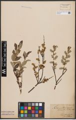 Foto von Salix aurita L. x Salix repens L.